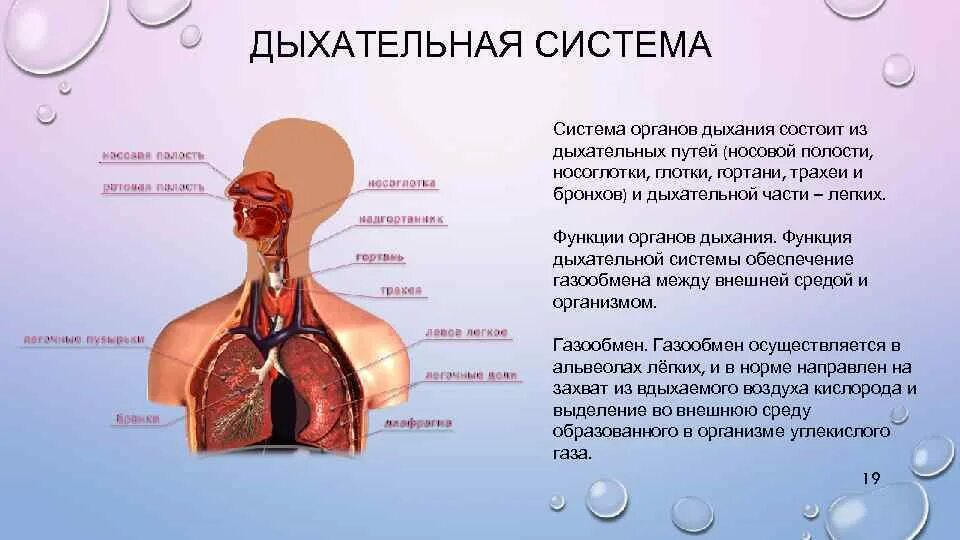 Структура и функции дыхательной системы. Дыхательная система носовая полость строение и функция. Система дыхания строение и функции. Функции дыхательной системы человека строение и функции. Вдох функции