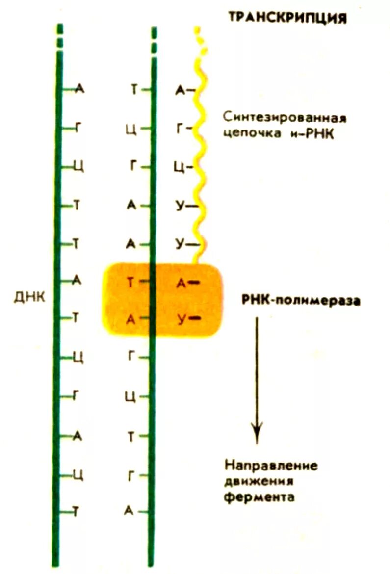 Последовательность транскрибируемой цепи гена днк. Схема образования ИРНК на матрице ДНК. Процесс транскрипции происходит. Транскрипция ДНК И РНК. Процесс транскрипции осуществляется в.
