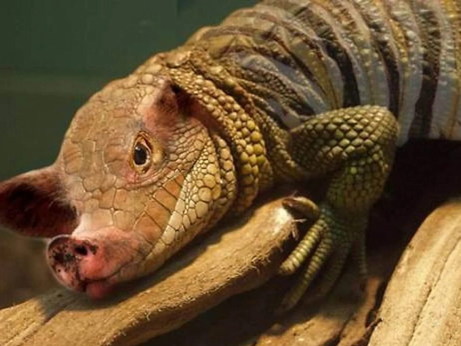 Свинья и змея. Свинья и змея. Татцельвурм монстр. Столкновение по ба цзы свинья. Три яда ума в буддизме.