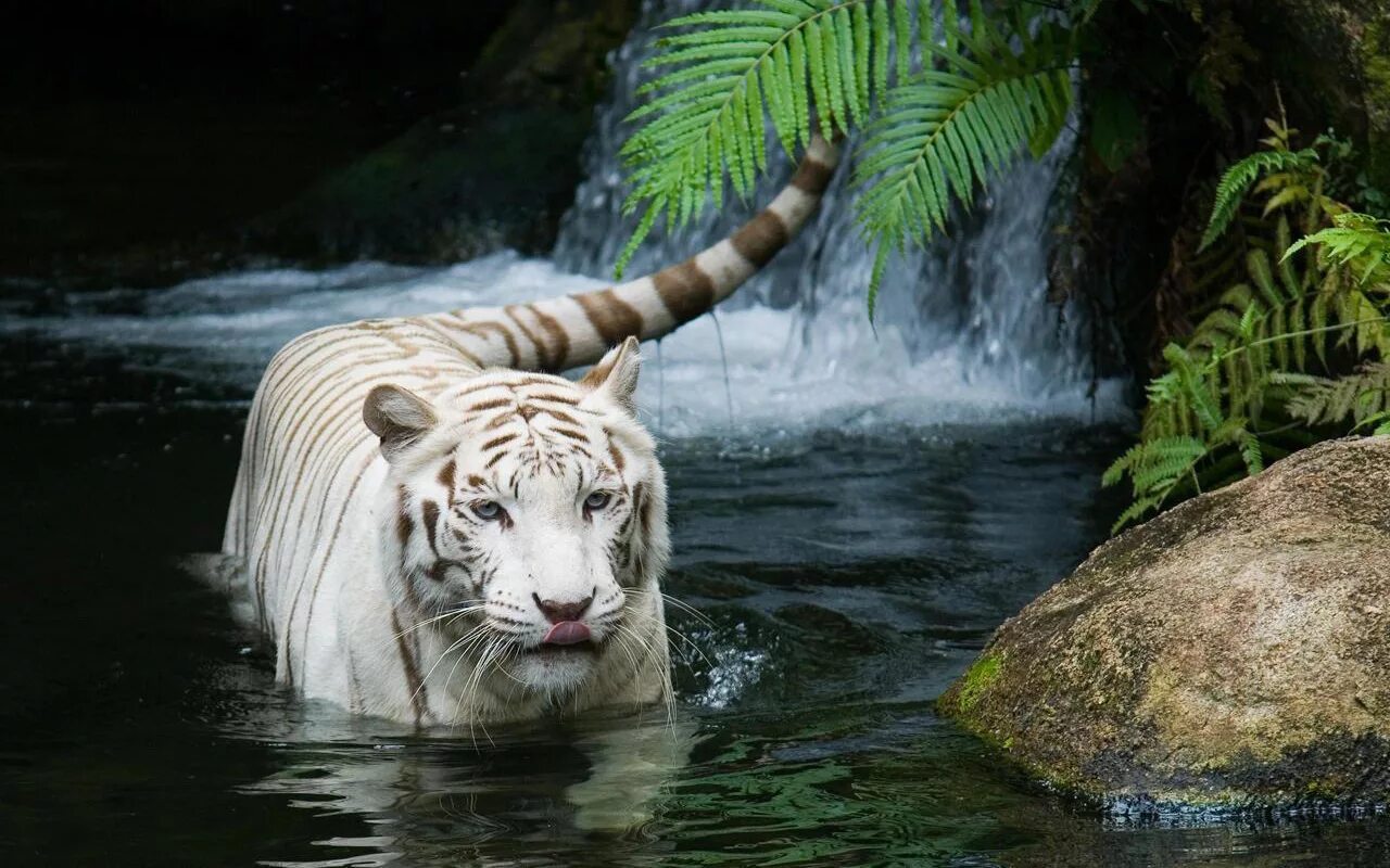 Установить картинку. Водяной тигр аипа. Белый тигр. Тигр в воде. Красота животных.