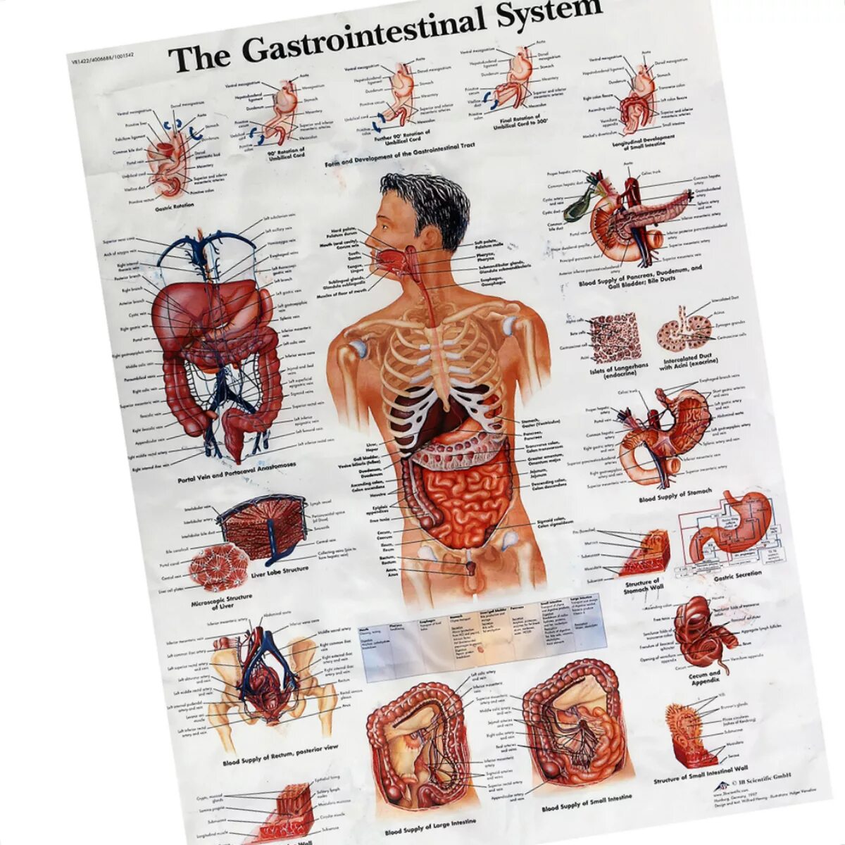 Форма органов человека. Анатомические плакаты. Анатомический плакат человека. Плакаты медицинские анатомические. Плакат внутренние органы человека.