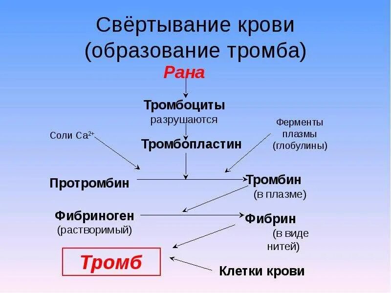 Фермент тромбоцитов. Процесс свертывания крови схема. Схема процесса свертываемости крови. Схема процесса образования фибрина в крови. Этапы свертывания крови схема.