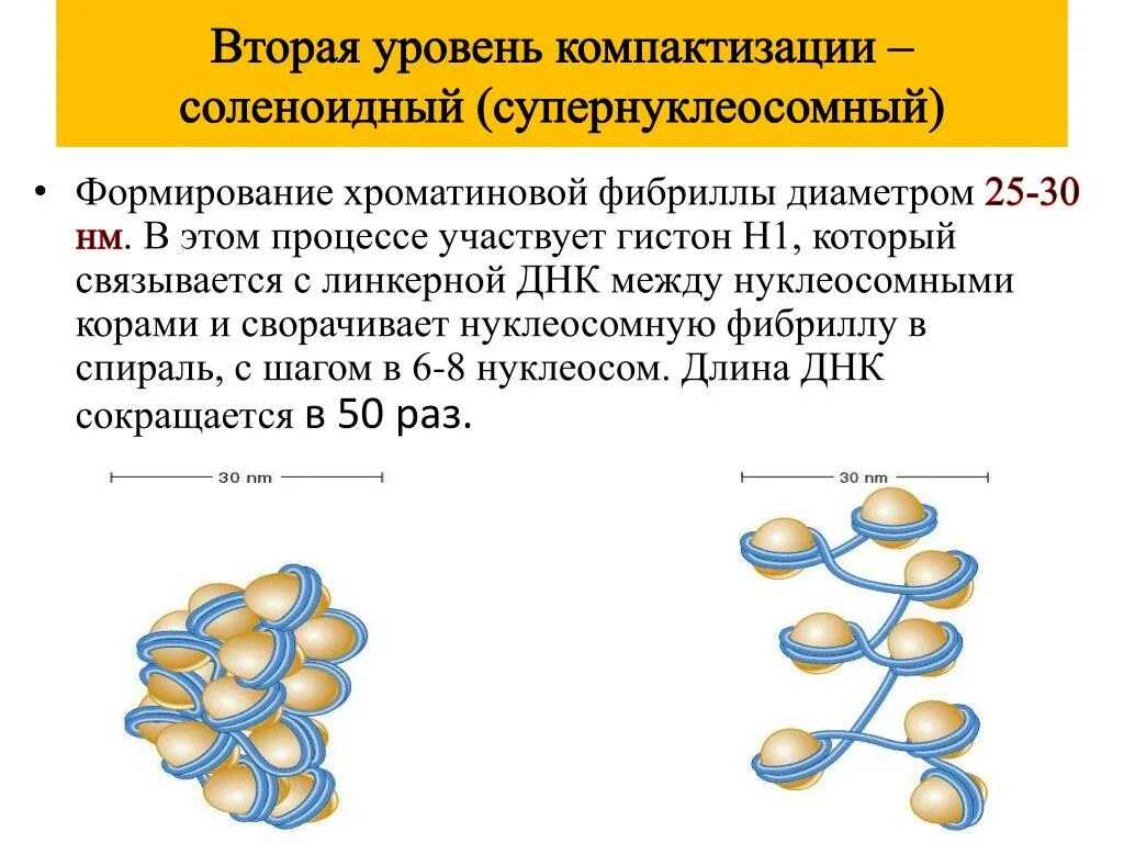 Сколько молекул днк в данной хромосоме. Соленоидный уровень компактизации ДНК. Уровни компактизации ДНК. Уровни компактизации ДНК гистоны. Компактизация ДНК уровни упаковки.