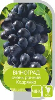 Сорт кодрянка виноград характеристики