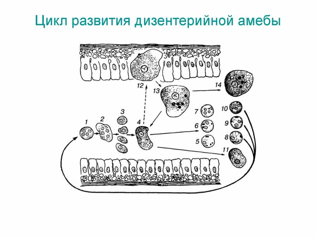 Цикл развития дизентерийной амебы. Жизненный цикл дизентерийной амебы схема. Жизненный цикл дизентерийной амёбы. (Entamoeba histolytica).. Цикл развития дизентерийной амебы рисунок. Жизненные формы амебы