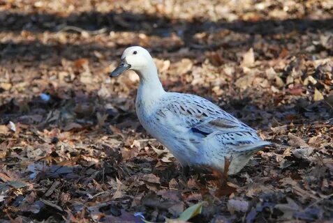 They are placid, great foragers and provide both eggs and meat. 