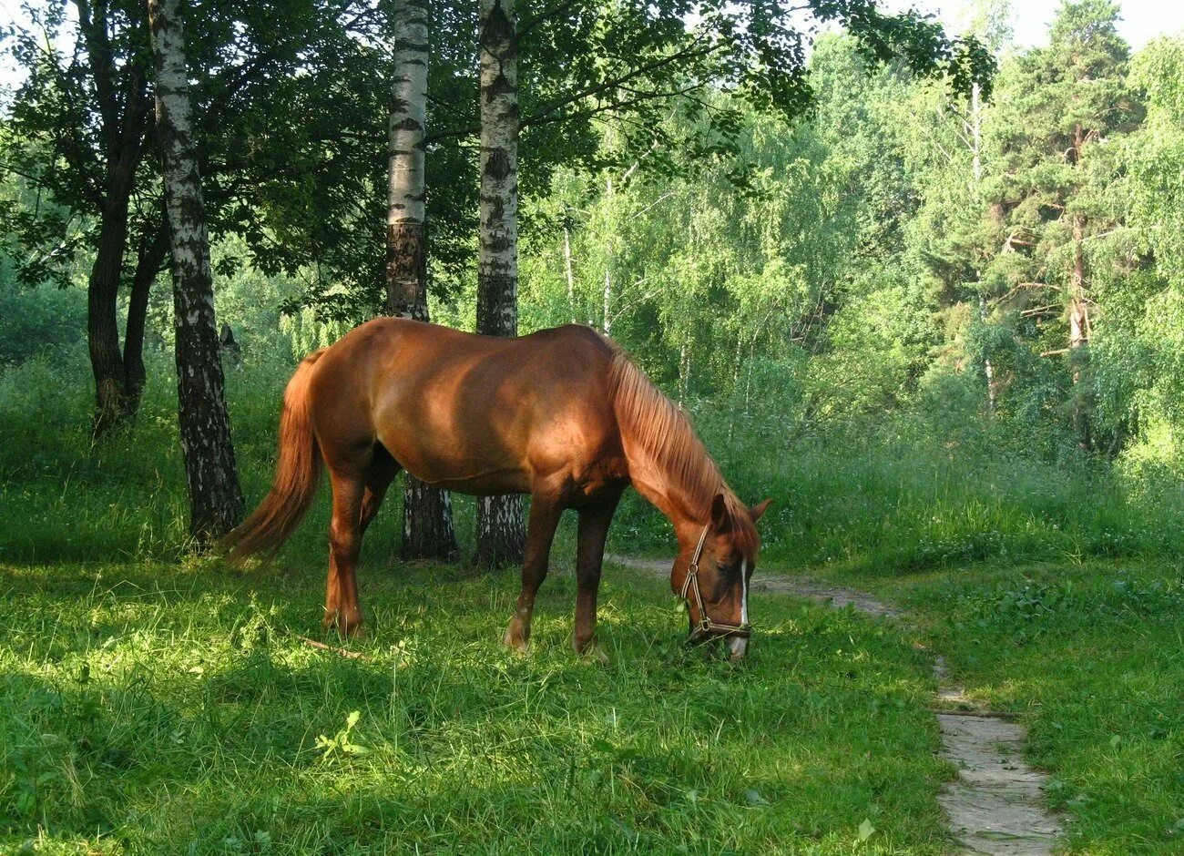 Село лошадка. Лошадь в лесу. Лошади в деревне. Лошадь в лесу летом. Лошади пасутся в лесу.