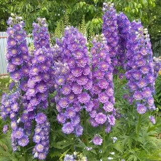 Delphinium elatum sweet sensation