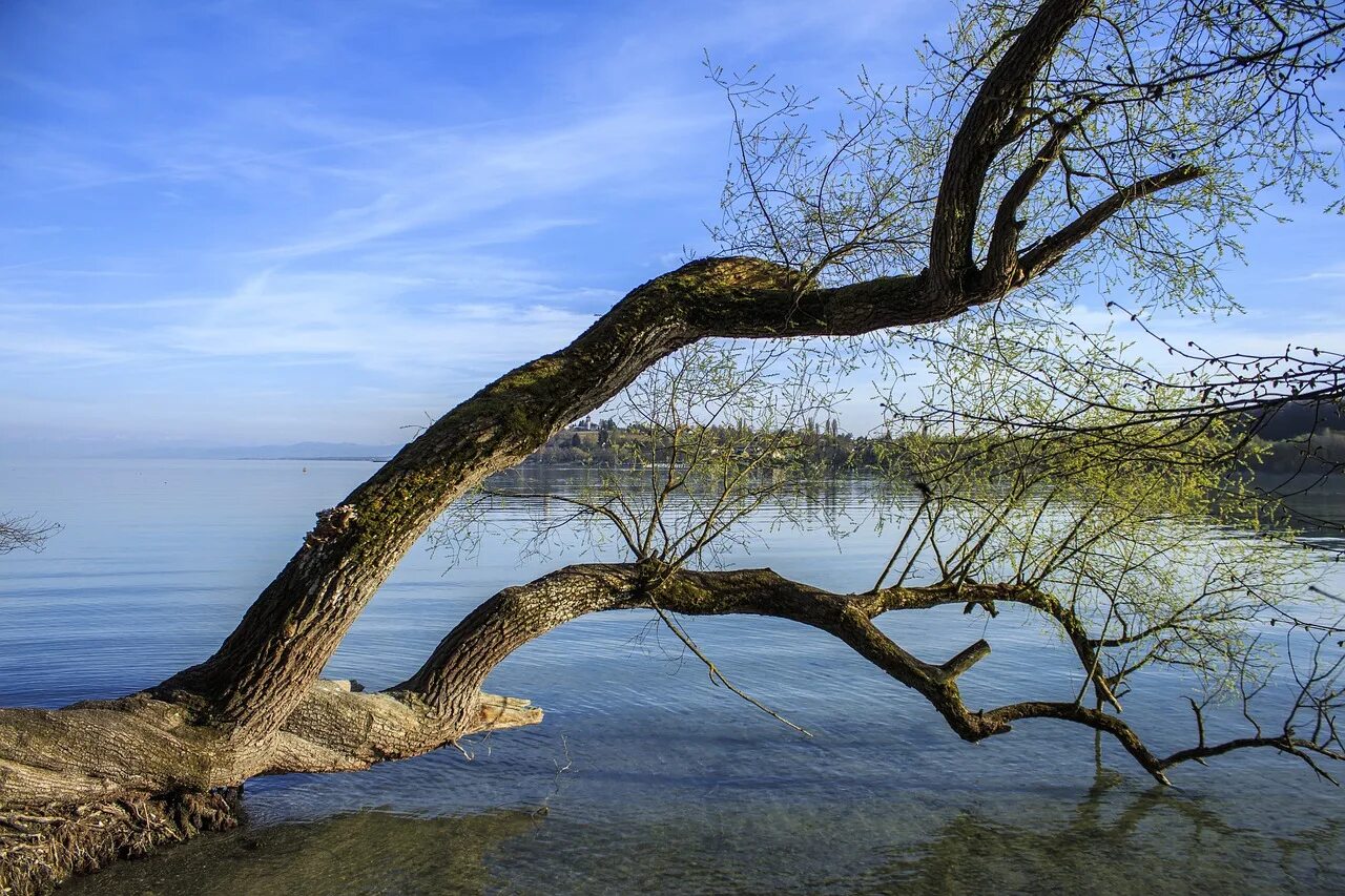 Как называется лес произрастающий в воде. Дерево над водой. дерево возле воды. ветка над водой. дерево в воде.