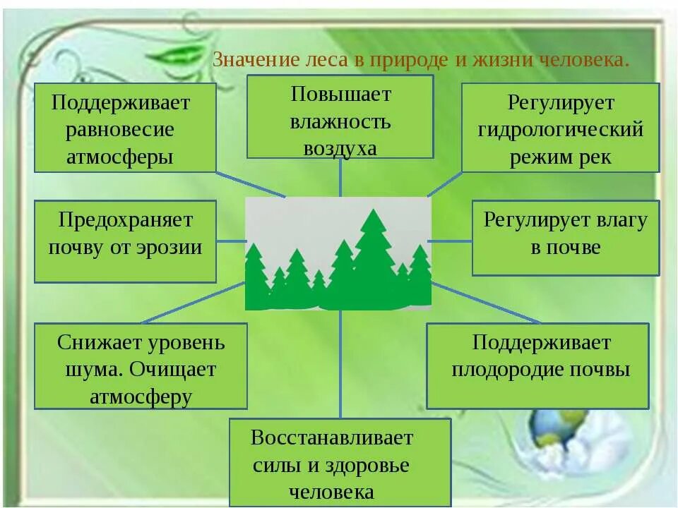 Роль лесов в жизни человека. Значение леса в природе и жизни человека. Значение леса в жизни человека. Роль леса в природе и жизни людей.