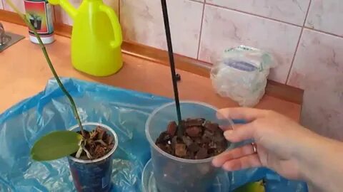 Как спасти домашнюю