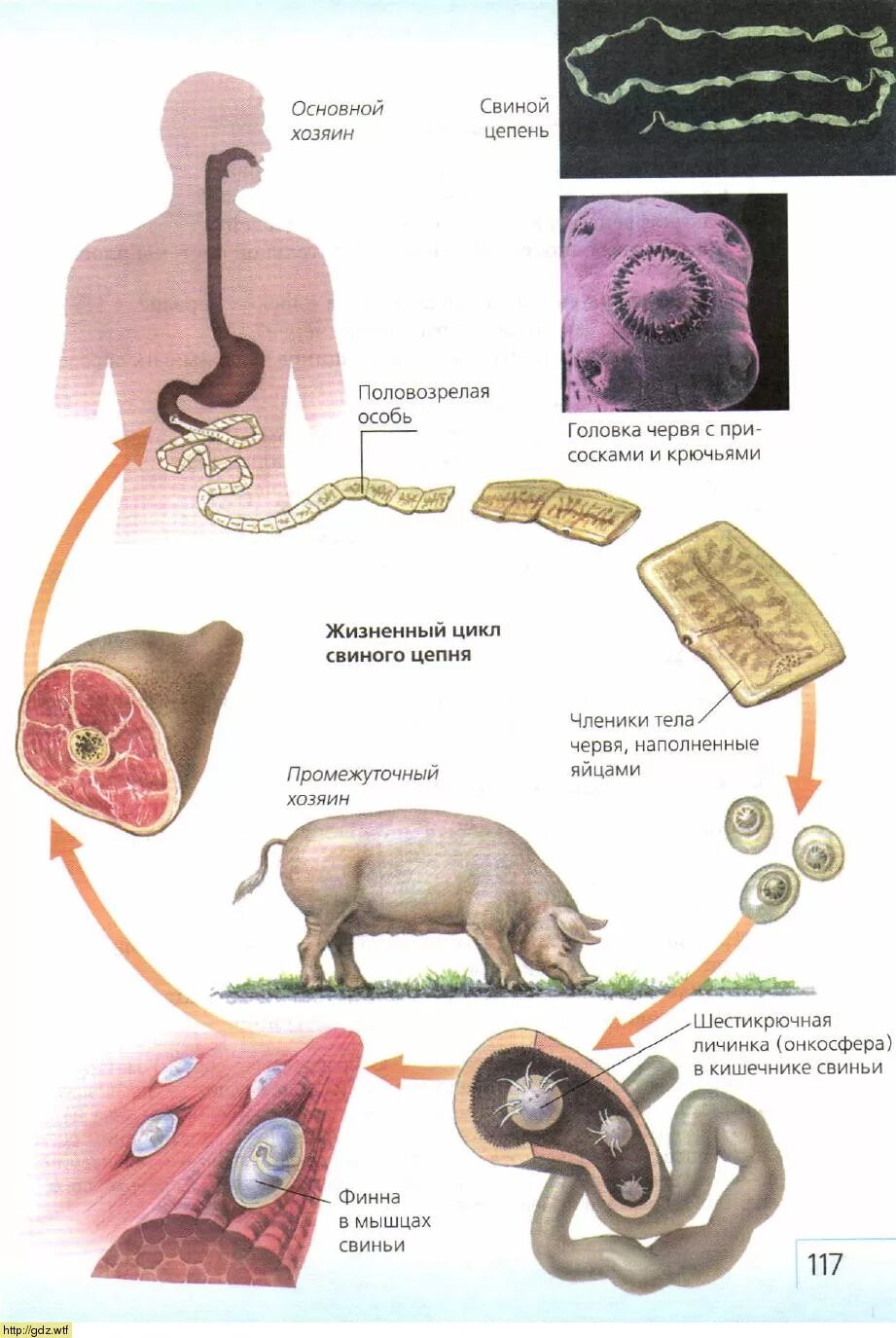 Промежуточный и основной хозяин человек. Жизненный цикл свиного цепня схема. Ленточный глист свиной цепень. Цикл бычьего цепня схема. Ленточный червь свиной цепень.
