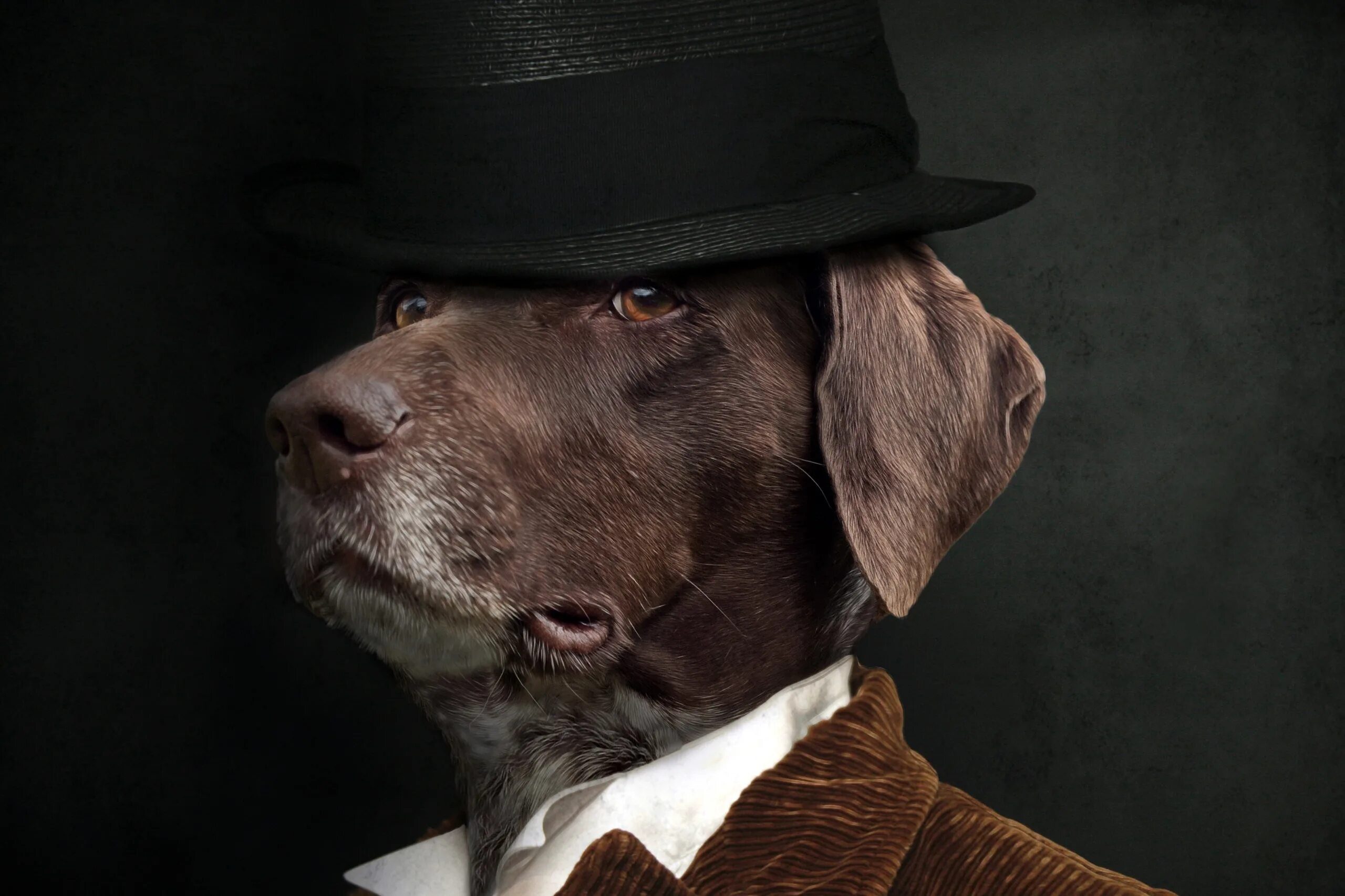 Пес шляпа. Собака в шляпе. Пес в шляпе. Шляпки для собак. Звери в шляпах.