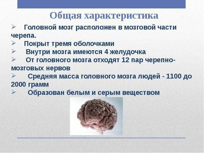 1 масса головного мозга. Общая характеристика головного мозга. Краткая характеристика головного мозга. Доклад о головном мозге. Сообщение про мозг человека.