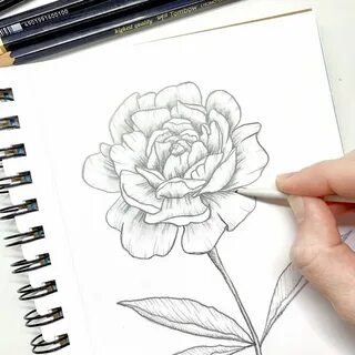 Рисуем пионы поэтапно для начинающих