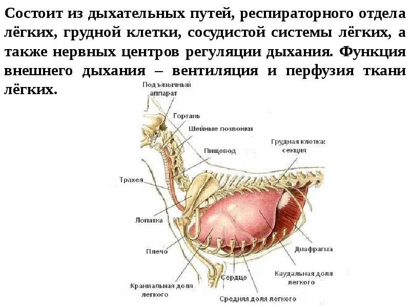 Дыхательная система собаки. Дыхательная система собаки анатомия. Система органов дыхания собаки. Строение дыхательной системы собаки. Строение органов дыхания у собак.
