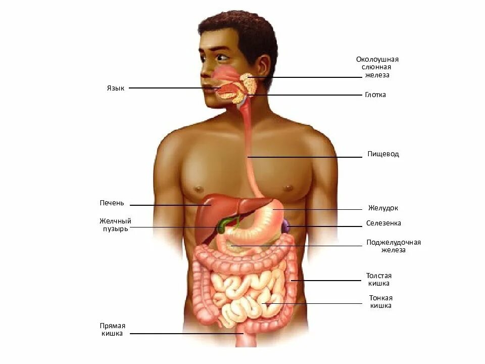 Пищевод желудок желчный пузырь. Пищеварительная система 12 перстной кишки. 12 Перстная кишка анатомия человека. Пищеварительная система человека селезенка. Пищеварительная система человека 12 перстная кишка.