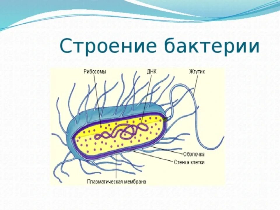 Какое строение у бактерий. Строение бактерии бациллы. Строение бактериальной клетки. Строение бактериальной клетки 9 класс. Схема строения бактерий 7 класс.