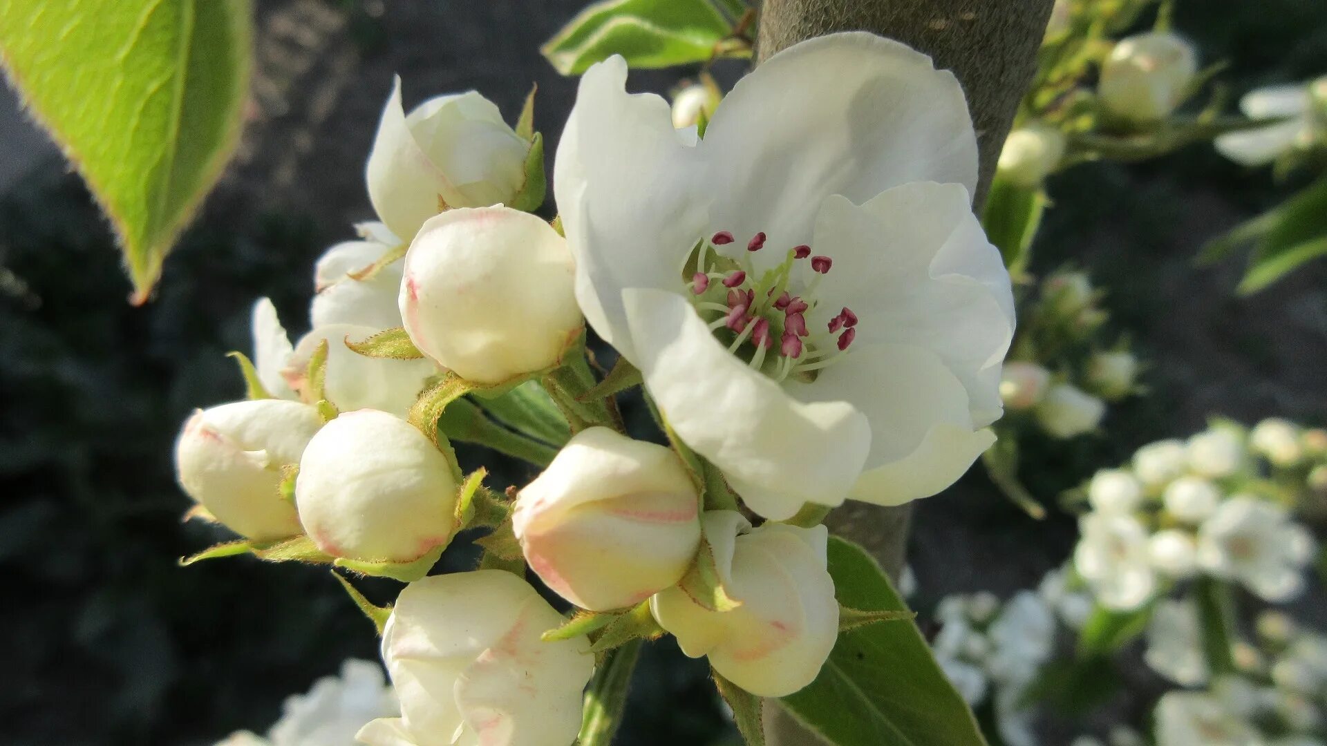 любовь расцветающая цветами груши читать 36. как отцветает груша. лепестки яблони. цветение груши. цветы яблони.