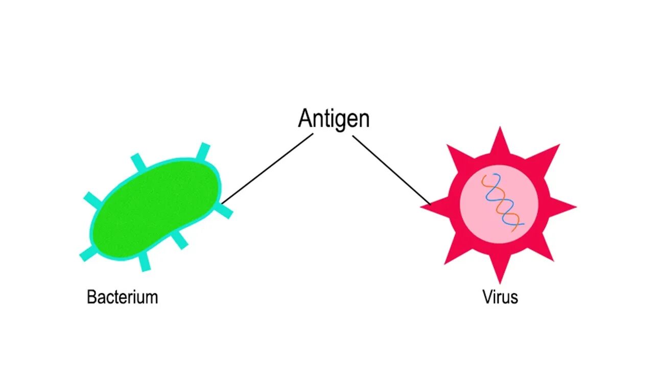Выработка антигенов. Антигены картинки. Антиген как выглядит. Антиген антитело. Антитела и антигены рисунок.