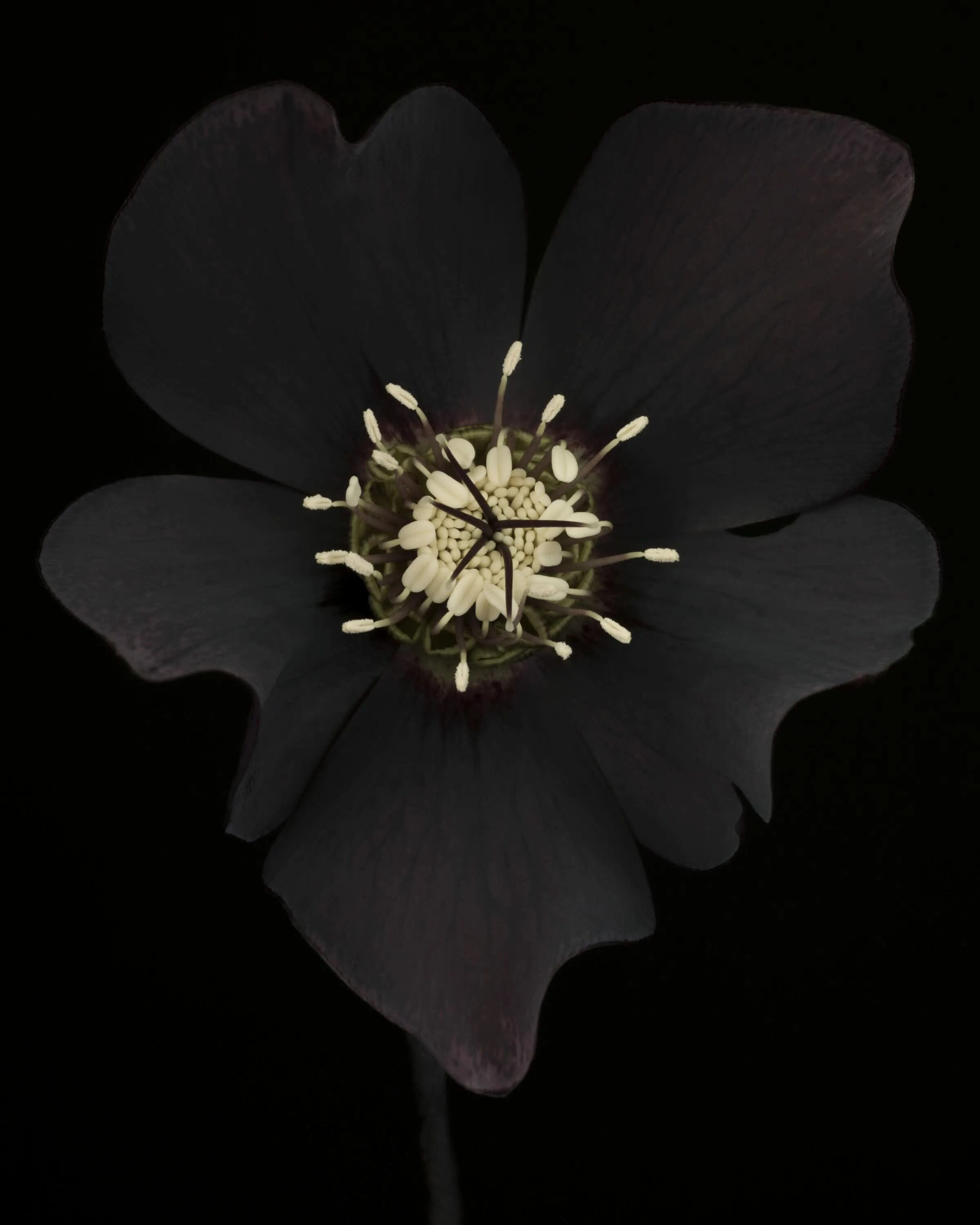 Black blossom. Блэк блоссом. Темные цветы. Цветы с черными лепестками. Цветы с черными лепестками.