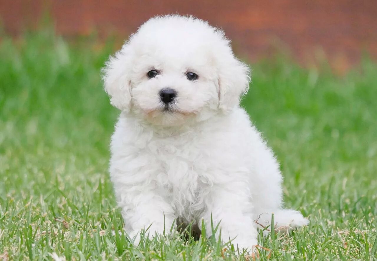 Popular Dog Breeds by State in the U.S.