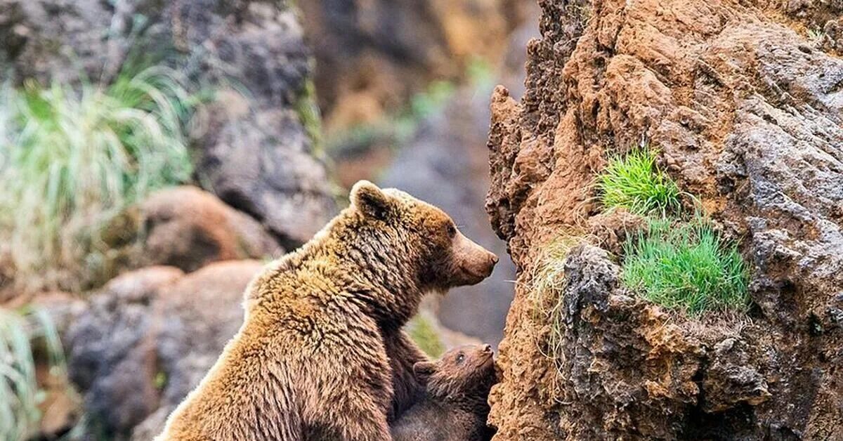 В мире диких животных