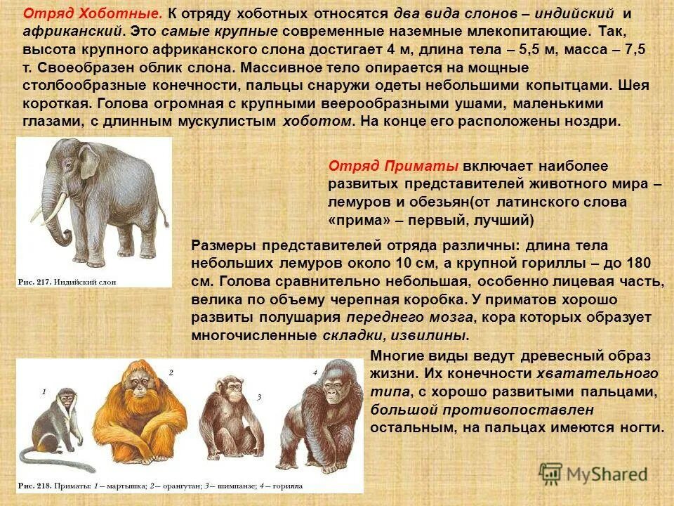 Отряд хоботные биология 7 класс. Отряд приматы характеристика кратко. Отряды млекопитающих хоботные. Краткая характеристика хоботных. Высшие млекопитающие характеристика