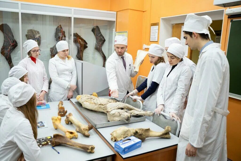 Медицинский колледж череповец. Новогор прикамье. Кафедра анатомии мгавмиб. Ветеринарный университет спб. Ветеринарная академия список.