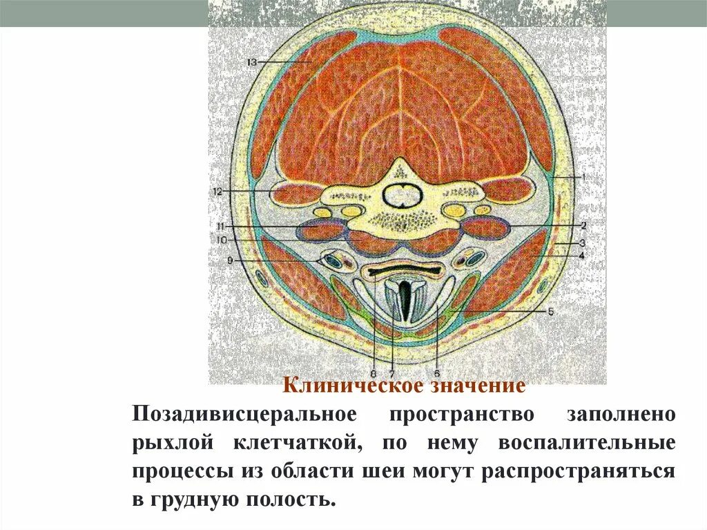 Клетчаточные пространства средостения