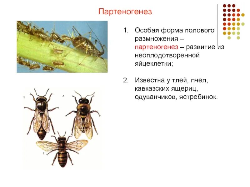 Какое развитие у тли. Партеногенез тли. Партеногенетическое размножение. Партеногенез у пауков. Партеногенез у насекомых.