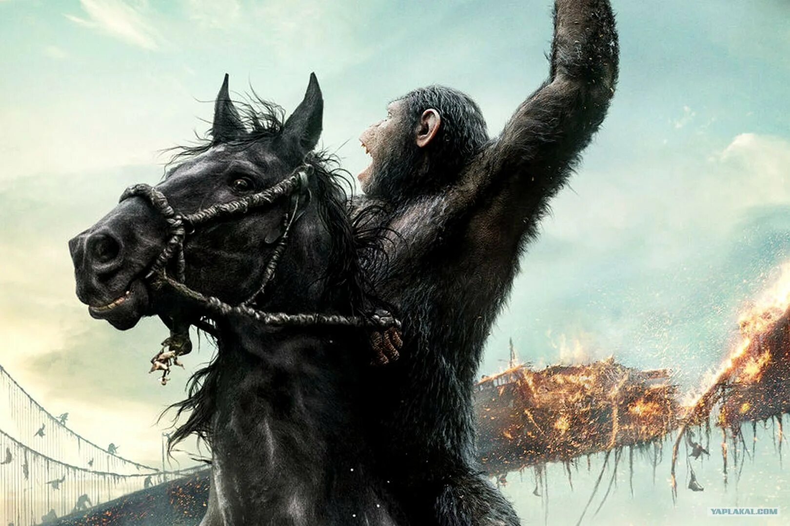 лошадь и кошка. лошадь и обезьяна. обезьяна на лошади. лошадь - примат. лошадь и обезьяна.