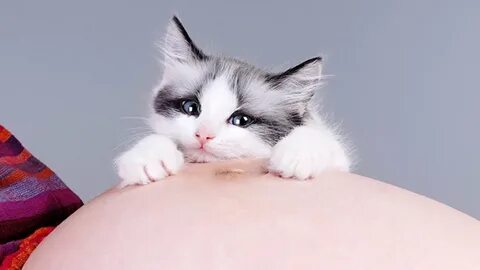 Чувствуют ли коты