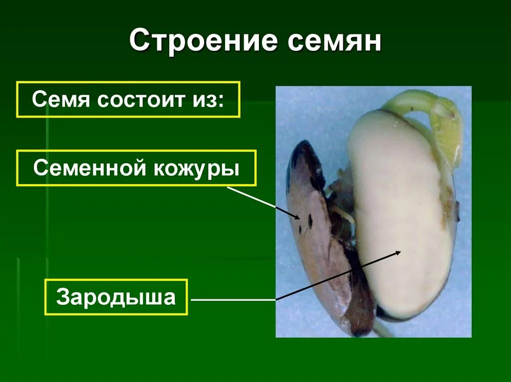 Кожура семян 6. Строение семени. Строение семенной кожуры. Семя -> семенная кожура, зародыш..... Семенная кожура состоит из.