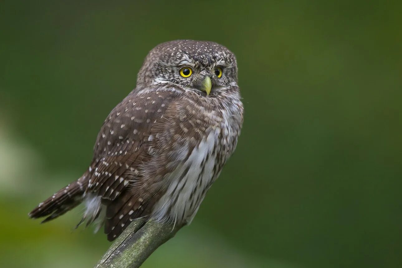 Сыч обыкновенный. Браминский сыч. Сычи сыч как правильно. Сова домовой сыч. Лесной сыч.
