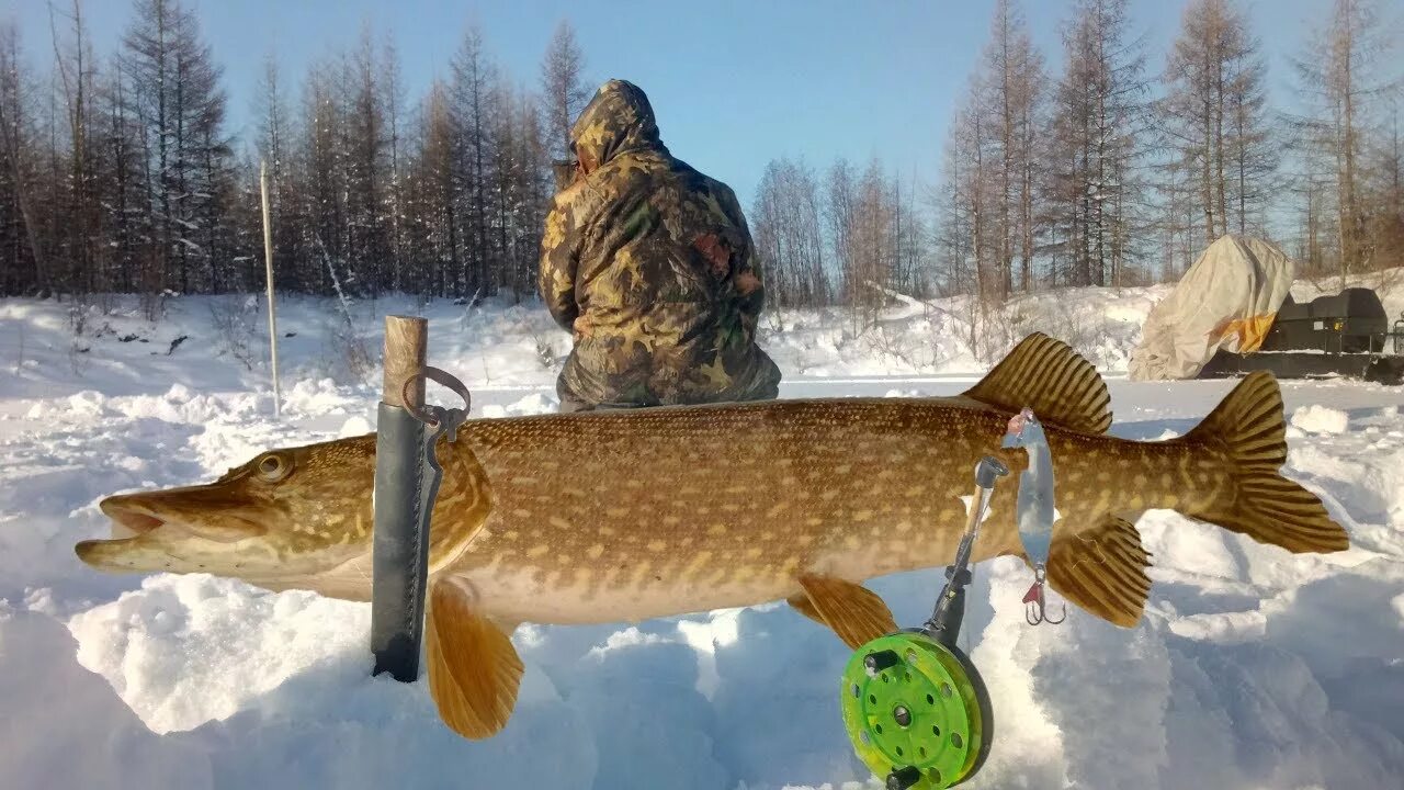 Зимняя рыбалка на щуку в Якутии. Зимняя рыбалка в Якутии. Рыбалка в Якутии зимой на щуку. Рыбалка на щуку в Якутии.
