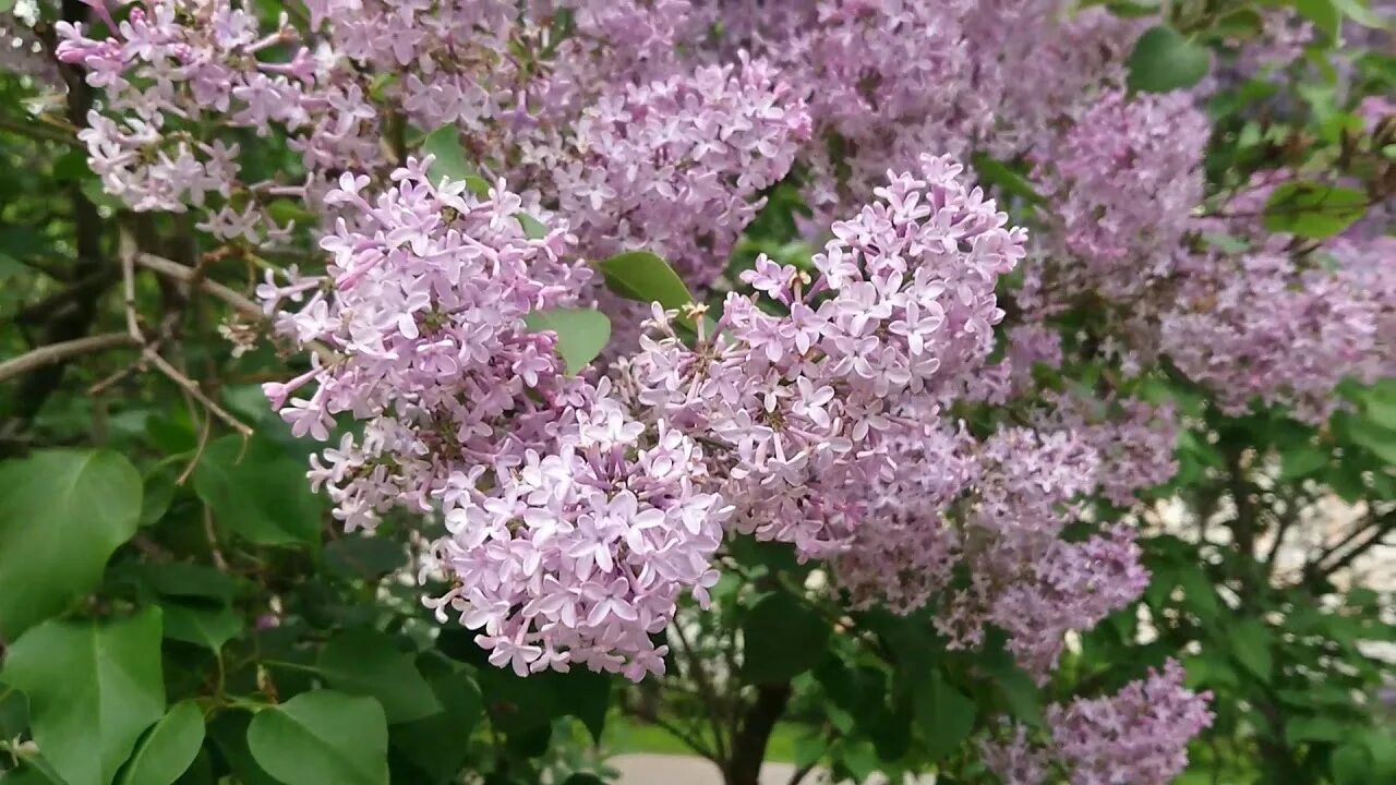 Когда в садах цвела сирень. Сирень зацвела в Москве. Сирень цветет в Москве. ВДНХ сирень расцвела.