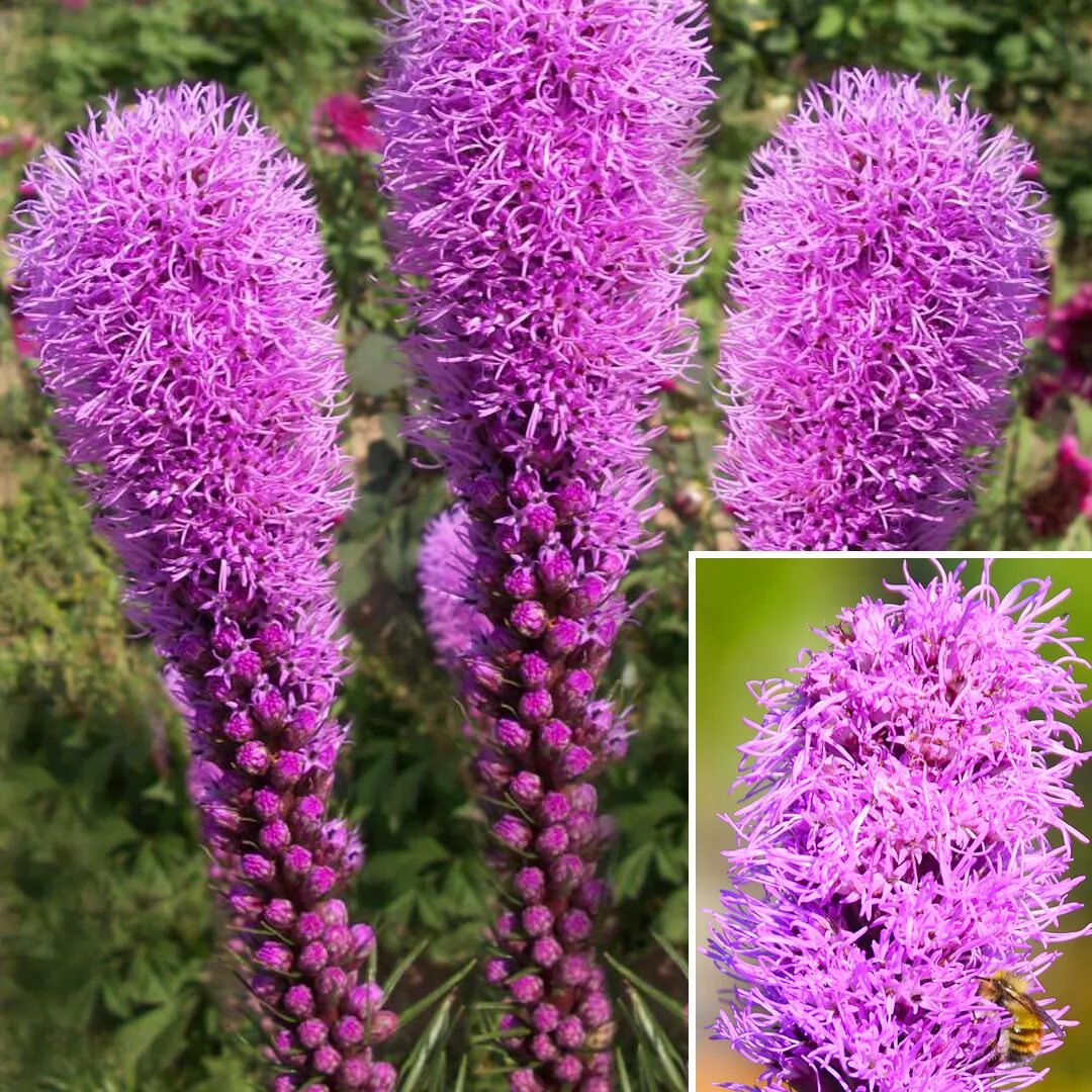 Лиатрис колосковая гайфитер. Лиатрис фламинго. Целозия колосистая фламинго. Многолетние цветы кассимея. Лиатрис уайт спайр.
