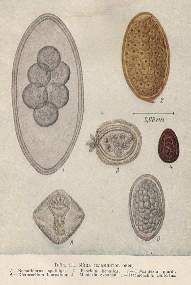 Морфология яиц гельминтов. Паразитология яйца гельминтов атлас. Яйца глистов микроскопия атлас. Атлас яйца гельминтов жвачных. Купить яйца глист