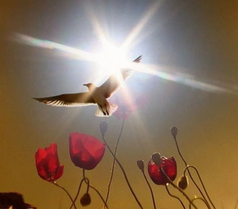 Радости и света в душе. Полёт души. Птица в лучах солнца. Птица души. Птица свет.