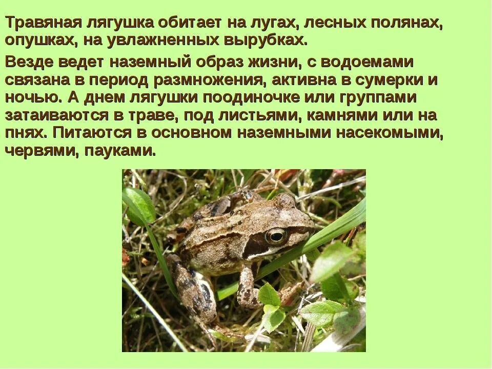 Озерная лягушка среда обитания. Головастик травяной лягушки. Как зарождаются лягушки. Где зимуют лягушки?. Земноводные.
