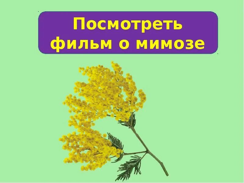 Мимоза описание растения. Мимоза рисунок. Презентация Мимоза для дошкольников. Мимоза для презентации. Рисуем мимозу.