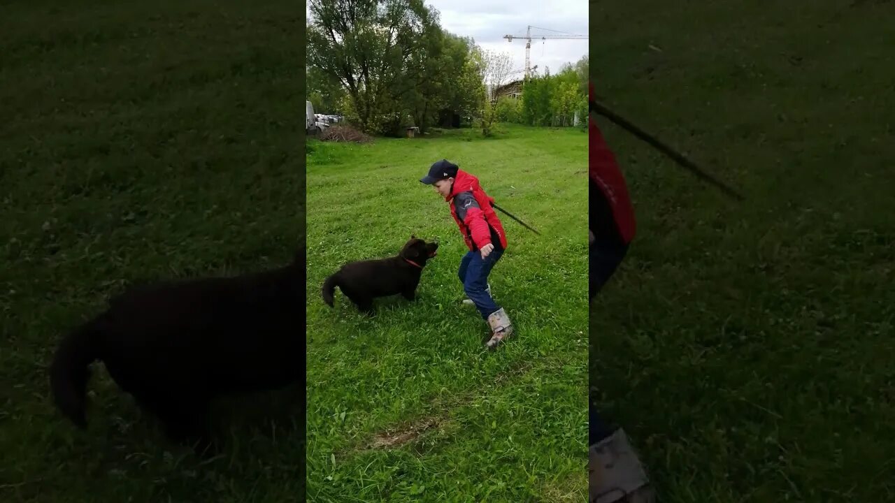 Кинь палочку. Кинуть палку. Кинуть пару палок. Палок кинул бы. Кидать палку Мем.