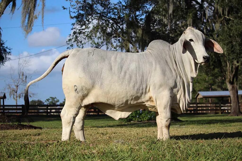 Большой бык. Браман порода. Корова зебу Бразилия. Brahman Cattle. Зебу в Бразилии.