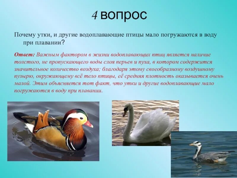 Водоплавающей птицей является