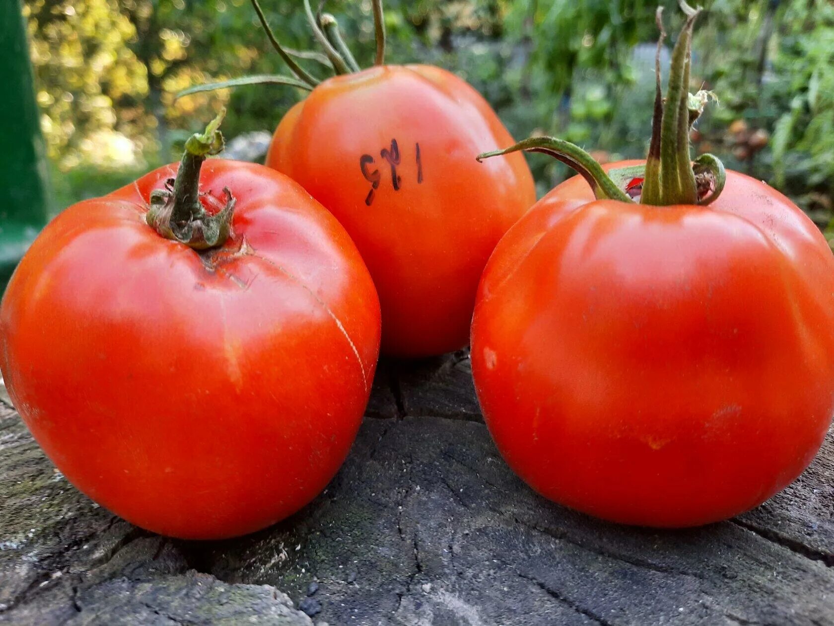 минусинские сорта томатов. томат минусинский бочковой мязиной. семена томат де барао красный гигант. минусинские томаты сорта фото описание отзывы садоводов. томат минусинский урожайный описание.