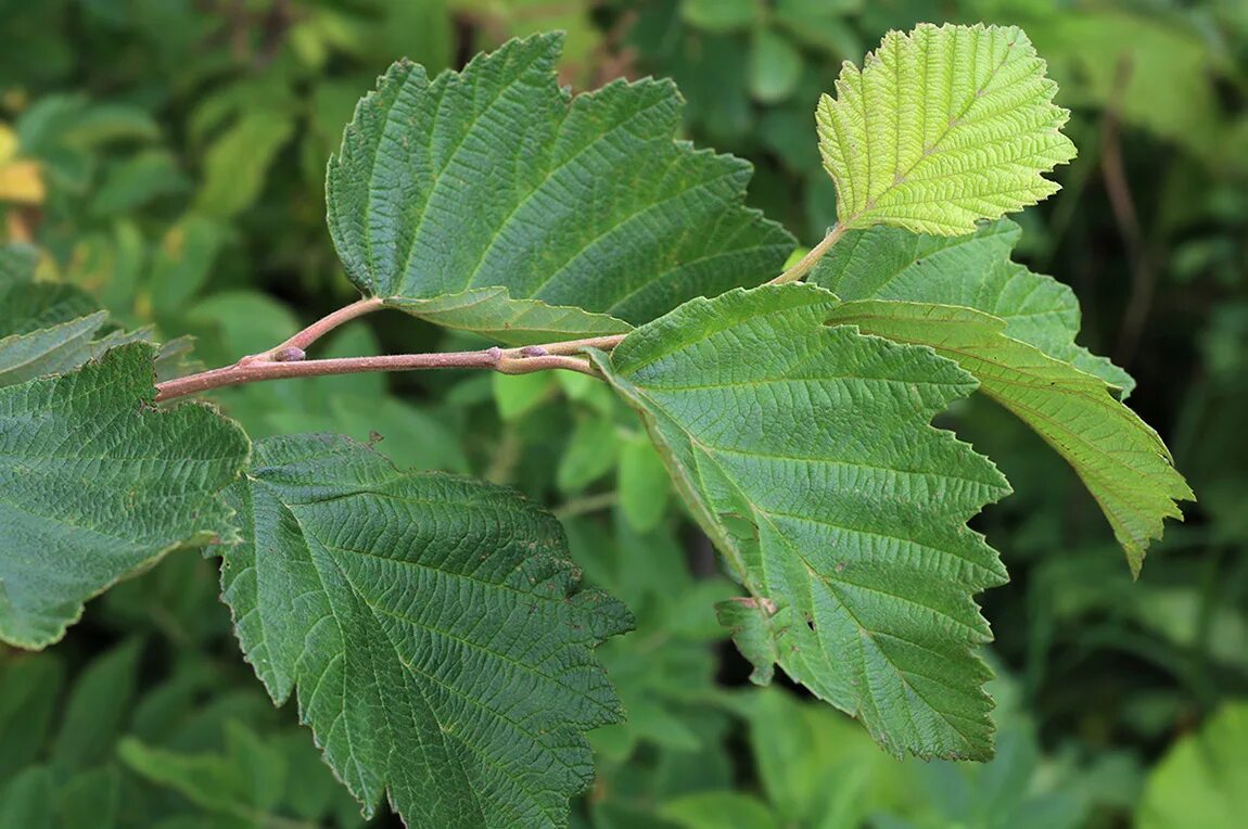 Ольха волосистая. Alnus hirsuta. Ольха волосистая (Alnus hirsuta). Ольха серая Alnus incana.