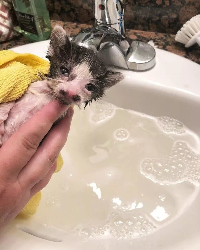 Сколько мыть котенка. Котенок купается. помытый котенок. мытье животных. маленький котенок моется.