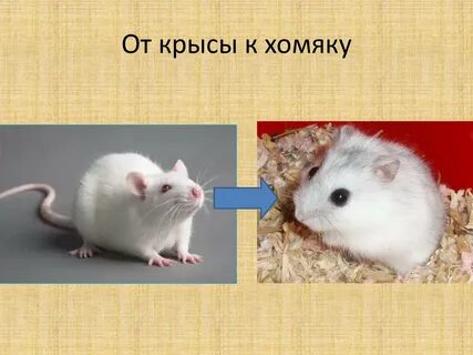 Чем отличается хомяк от крысы