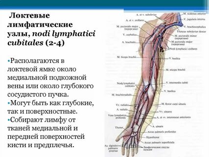 Медиальная подкожная вена руки